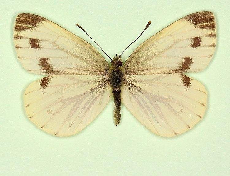 Pieris napi female (aberrant form fuscosignata 4) (Internet Image property of respective owner, non-commercial use only)